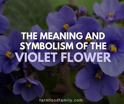 violetttflowers|violet flower meaning.